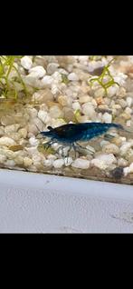 Blue dream neocaridina  garnalen, Dieren en Toebehoren, Vissen | Aquariumvissen