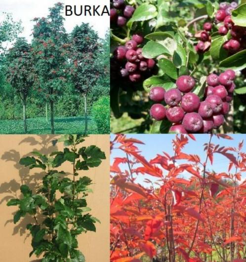 Sorbaronia, vitaminen rijke heerlijke en super gezonde bes, Tuin en Terras, Planten | Tuinplanten, Vaste plant, Fruitplanten, Volle zon