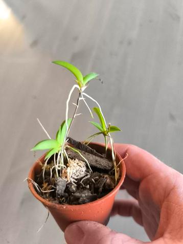 tolumnia hawkesiana dwerg orchidee, Enlèvement ou Envoi