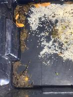 Pleco ( ancistrus) bruin / zwarte, Dieren en Toebehoren