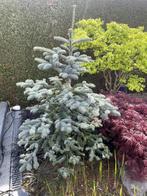 japanse den, Tuin en Terras, Ophalen of Verzenden, Vaste plant