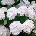Hydrangea (Hortensia), Jardin & Terrasse, Plantes | Jardin, Enlèvement, Mi-ombre