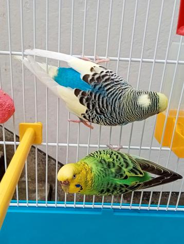 Mooi paar parkieten met kooi en accessoires  beschikbaar voor biedingen