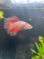 Halfmoon marble hellboy betta, Dieren en Toebehoren, Vis, Zoetwatervis