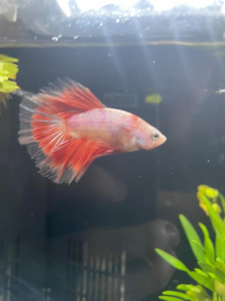 Halfmoon marble hellboy betta, Dieren en Toebehoren, Vissen | Aquariumvissen, Zoetwatervis, Vis