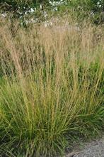 Deschampsia Tautrager, Tuin en Terras, Planten | Tuinplanten, Ophalen