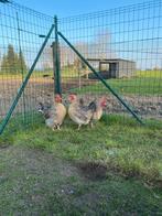 Cream legbar kippen.