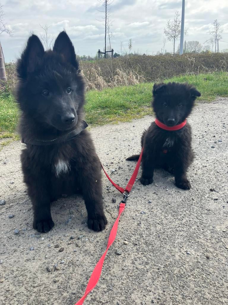 Groenendalers pups, Dieren en Toebehoren, België, Parvo, 8 tot 15 weken, Meerdere