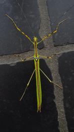 Verschillende soorten wandelende takken, Dieren en Toebehoren, Wandelende tak