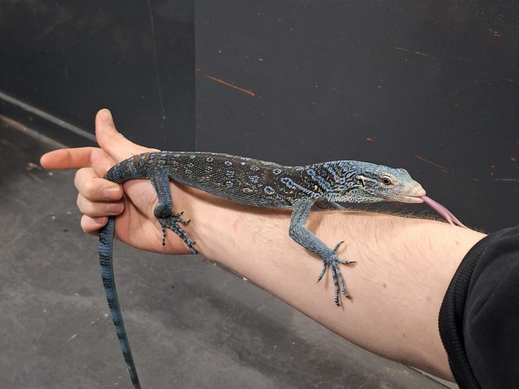 Varanus macraei 2023, Animaux & Accessoires, Lézard