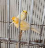 Gele Mozaïek kanaries uit te kiezen 25, Dieren en Toebehoren