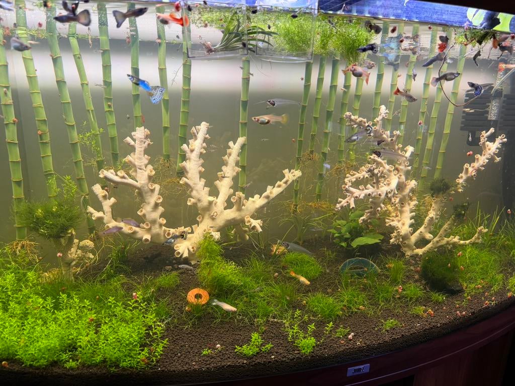 Bébés Guppy, Enlèvement