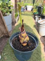 Lotusbanaan, Ophalen