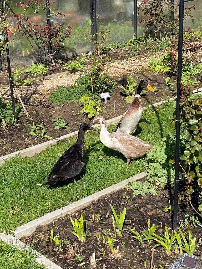 Broedeieren loopeend, Geslacht onbekend, Eend