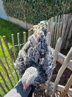 Brahma zilverpatrijs haan