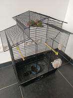 Couple d'huile de rose à vendre, Sexe inconnu, Autres espèces