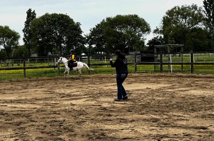 Lessen aan huis of ter plaatse, Dieren en Toebehoren, Paarden