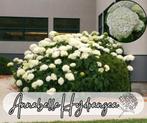 ‼️hortensia anabelle aan promoprijzen ‼️, Tuin en Terras, Ophalen