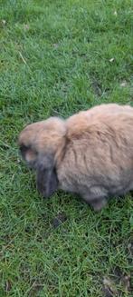 Super mooi nederlandse hangoor vrouwtje 5 maanden oud, Dieren en Toebehoren, Hangoor