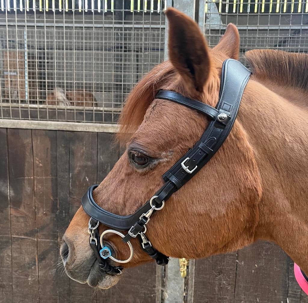 PresteQ pony, Ophalen of Verzenden, Zo goed als nieuw, Dressuur
