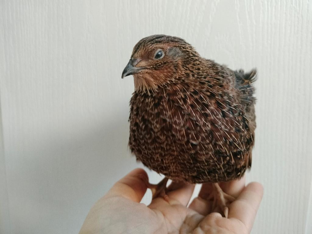 Japanse kwartel, Mâle