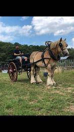 Koets, sjees,, Dieren en Toebehoren, Ophalen