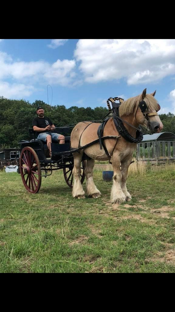 Koets, sjees,, Animaux & Accessoires, Chevaux & Poneys | Brides & Harnachement, Enlèvement
