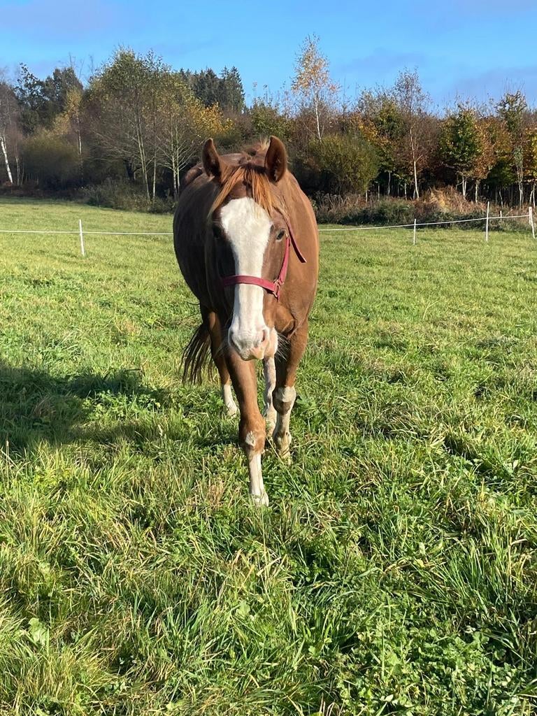 Lieve ruin, Dieren en Toebehoren, Paarden, Ruin, 165 tot 170 cm, Recreatiepaard, 7 tot 10 jaar
