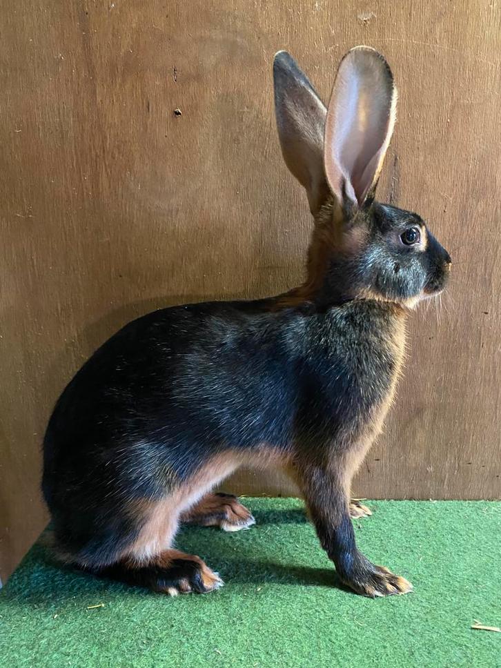 Belgische hazen, Dieren en Toebehoren, Konijnen, Middelgroot, Meerdere dieren, 0 tot 2 jaar