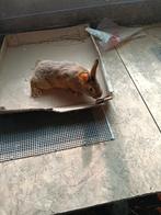 Belgische haas, Animaux & Accessoires, Lapins