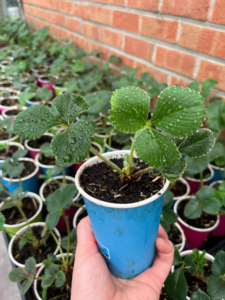 50 plants de fraises pour 75€ — Également par 10 ou 20 p, Jardin & Terrasse, Enlèvement ou Envoi