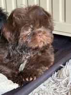 Chiots Shih Tzu, Animaux & Accessoires, Autres races, Plusieurs, Hépatite contagieuse (maladie de Rubarth), Belgique