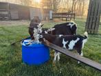 Geiten, Animaux & Accessoires, Moutons, Chèvres & Cochons, Plusieurs animaux, Chèvre, 3 à 5 ans