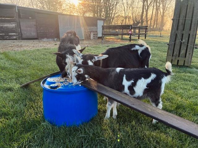 Geiten, Animaux & Accessoires, Moutons, Chèvres & Cochons, Chèvre, Plusieurs animaux, 3 à 5 ans