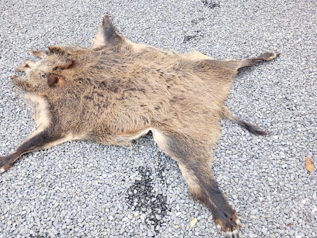 Peau de sanglier originale, Enlèvement