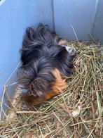 Cavia, Dieren en Toebehoren, Cavia, Mannelijk, Tam, September