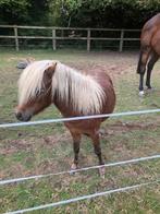 amha hengstje, Dieren en Toebehoren, Met stamboom, Niet van toepassing, Hengst, A pony (tot 1.17m)