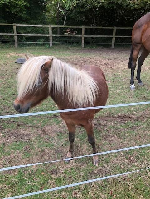 amha hengstje, Animaux & Accessoires, Poneys, Étalon, Ne s'applique pas, Poney A (jusqu'à 1.17 m), Poney de récréation, 3 à 6 ans
