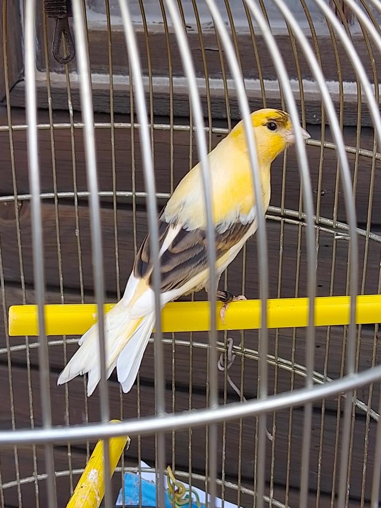 TRÈS BEAUX CANARIS DE COULEUR SIFFLANTE, avec ou sans cage, Animaux & Accessoires, Plusieurs animaux, Canari chanteur