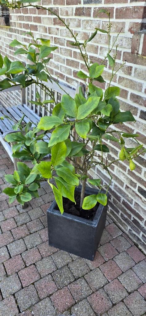 Te koop, Ophalen, In pot, Citroenboom