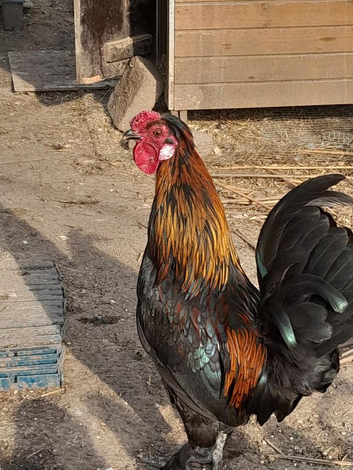 Jonge pikken om te geven, Dieren en Toebehoren, Pluimvee, Kip, Mannelijk