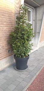 keuken Laurier (tuinkruid) voor deco tuin,terras, barbecue, Tuin en Terras, Ophalen, Vaste plant