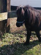 Deze 2 schattige Shetlanders  een liefdevol, Dieren en Toebehoren, Pony's, 0 tot 2 jaar, Hengst, A pony (tot 1.17m), Onbeleerd