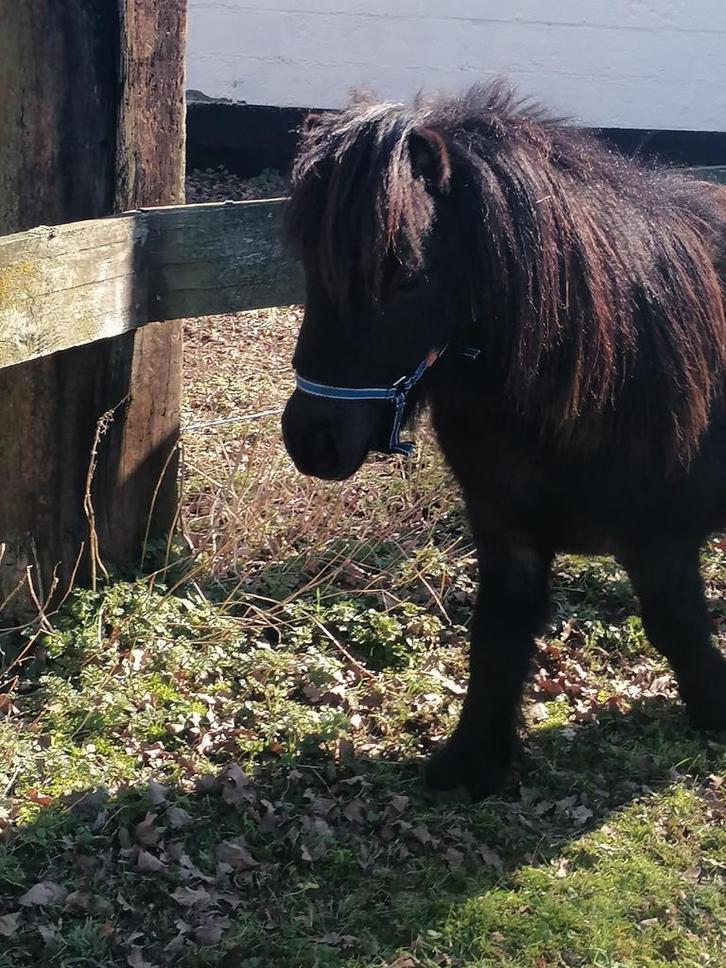Deze 2 schattige Shetlanders  een liefdevol, Dieren en Toebehoren, Pony's, Hengst, Onbeleerd, A pony (tot 1.17m), Recreatiepony
