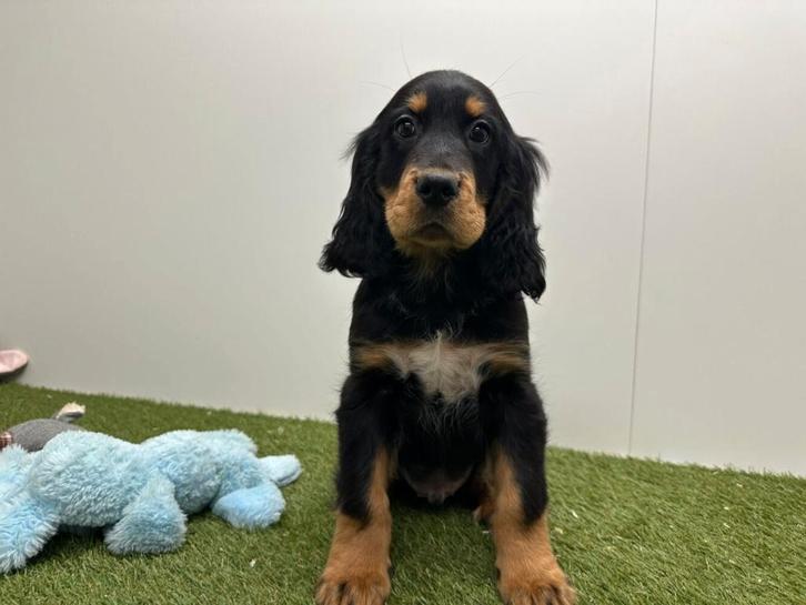 Kruising Berner Sennen x Cavalier pups, Dieren en Toebehoren, Honden | Niet-rashonden, Middel, Meerdere dieren, Fokker | Professioneel