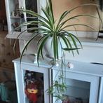 Prachtige kamerplant Chlorophitum met veel uitlopers, Huis en Inrichting, Kamerplanten, Ophalen of Verzenden, In pot