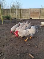 Verse broedeieren Leghorn isabelpatrijs, Geslacht onbekend, Kip