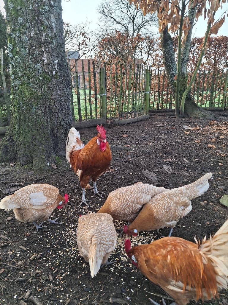 Verse broedeieren Friese krielen, Animaux & Accessoires, Volatiles, Poule ou poulet, Sexe inconnu