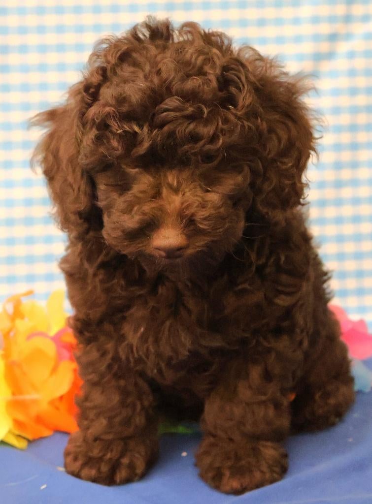 Super leuke Poedel pups!, Poedel, 15 weken tot 1 jaar, Reu, Buitenland