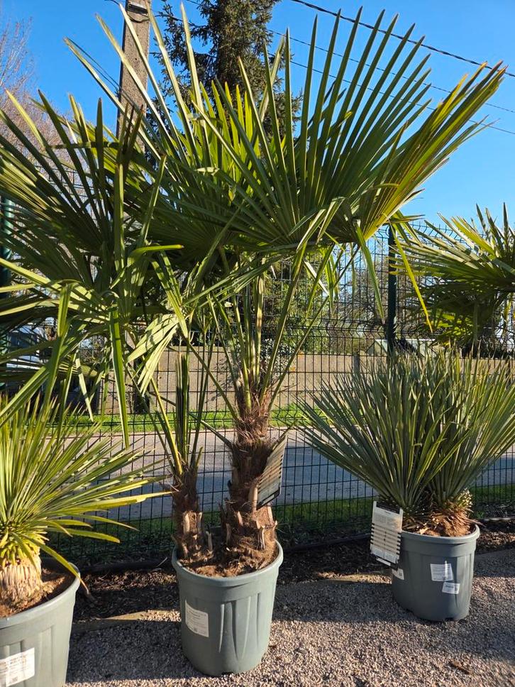 Winterharde palmboom Trachycarpus Fortunei, Jardin & Terrasse, Plantes | Arbres, Palmier, Enlèvement